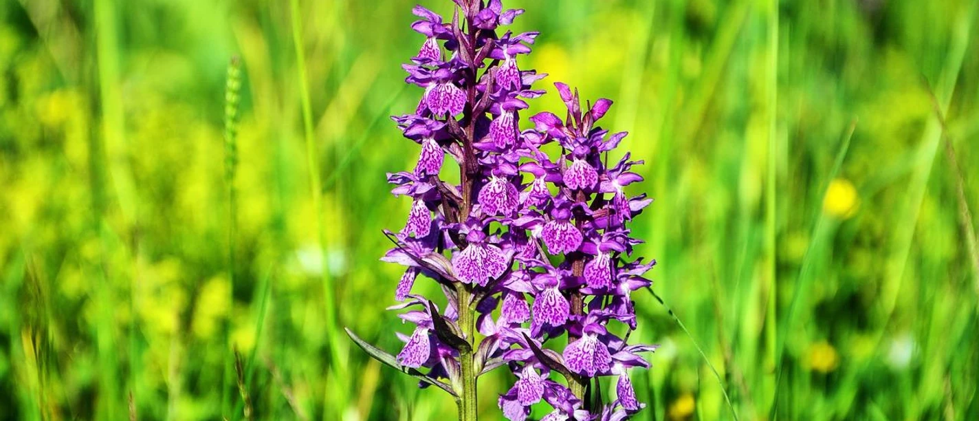 Wilde Orchideen