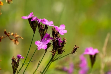 Wildblume auf Wiese