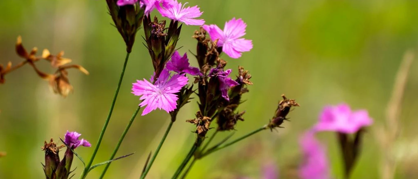 Wildblume auf Wiese