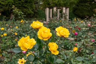 Rosengarten im Fort X Rosengarten im Fort X: Eine Szene mit leuchtend gelben Rosen vor einem historischen Pavillon im Hintergrund.