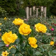 Rosengarten im Fort X Rosengarten im Fort X: Eine Szene mit leuchtend gelben Rosen vor einem historischen Pavillon im Hintergrund.Rose garden in Fort X: A scene with bright yellow roses in front of a historic pavilion in the background.