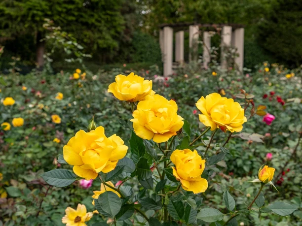 Rosengarten im Fort X Rosengarten im Fort X: Eine Szene mit leuchtend gelben Rosen vor einem historischen Pavillon im Hintergrund.