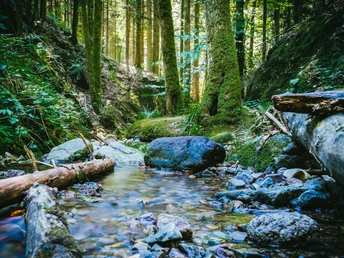 Gottschlägtal - Flussbett mit Steinen und Bäume