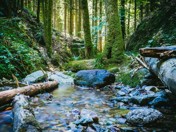 Gottschlägtal - Flussbett mit Steinen und Bäume