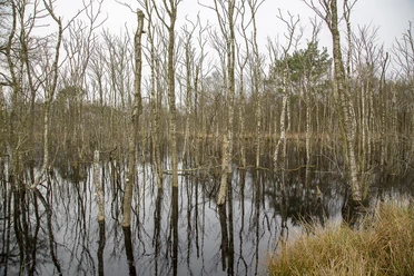 2017 04 01 5D3_6307 Dänikhorster Moor.jpg