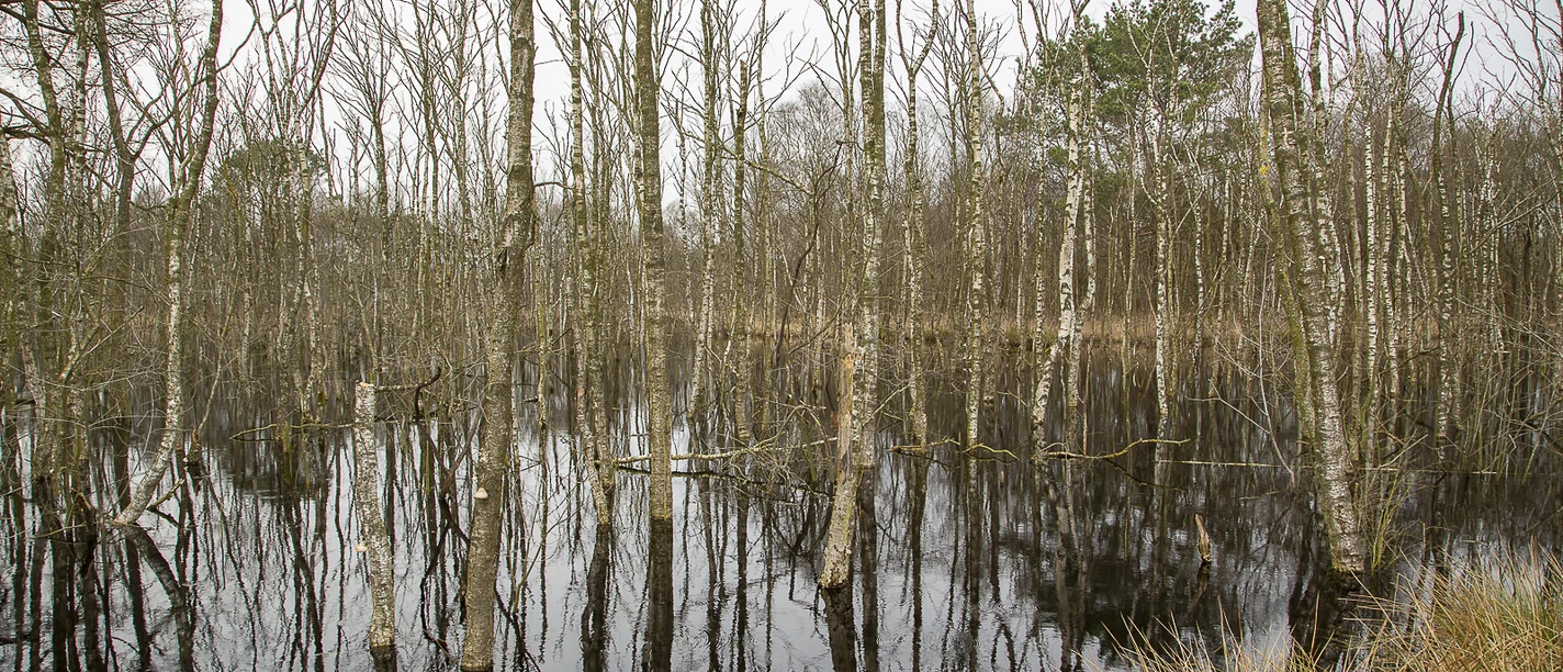2017 04 01 5D3_6307 Dänikhorster Moor.jpg