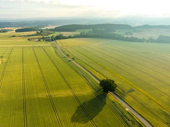 Grüne Felder und ein einsamer Baum grenzen an eine Straße mit Blick auf sanfte Hügel im Morgenlicht.