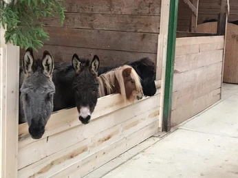 Gruppenfoto Shettys & Esel.jpg