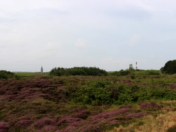 Wangerooge heide en torens in het westen van het eiland.jpg Weitläufige Heidefläche auf Wangerooge mit violett blühender Vegetation und zwei Türmen im Hintergrund.Extensive heathland on Wangerooge with purple flowering vegetation and two towers in the background.Vasta brughiera a Wangerooge con vegetazione a fiori viola e due torri sullo sfondo.Uitgestrekte heidevelden op Wangerooge met paars bloeiende vegetatie en twee torens op de achtergrond.Rozległe wrzosowiska na Wangerooge z fioletowo kwitnącą roślinnością i dwiema wieżami w tle.Lande extinse pe Wangerooge cu vegetație cu flori purpurii și două turnuri în fundal.Udstrakt hede på Wangerooge med lilla blomstrende vegetation og to tårne i baggrunden.