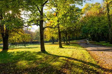 Volksgarten Ein Park mit sonnendurchfluteten Wegen, umgeben von herbstlich gefärbtem Laub und grünen Wiesen.