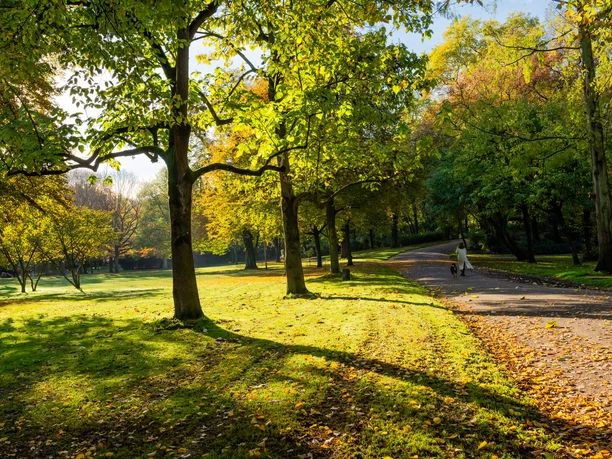 Volksgarten Ein Park mit sonnendurchfluteten Wegen, umgeben von herbstlich gefärbtem Laub und grünen Wiesen.