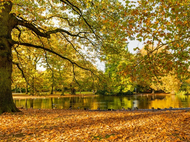 Volksgarten The picture shows an autumnal park with large, colorful trees next to a calm lake. The leaves of the trees have taken on various shades of yellow and orange and cover the ground. A treetop towers over the lake, reflecting the golden autumn light. More trees and shrubs can be seen in the background, creating a peaceful and idyllic setting.