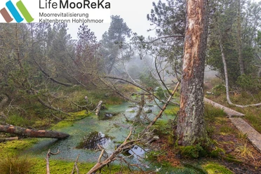 MooReKa3
