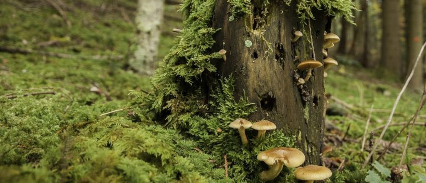 Bannwaldtour-768x510