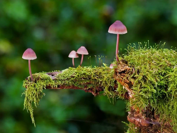 Faszination-Pilze-768x512