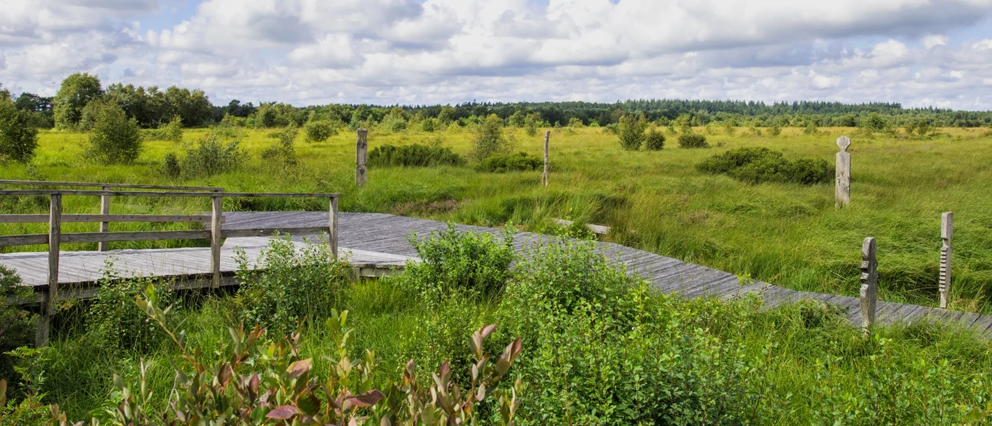 Moorerlebnispfad im Ahlenmoor