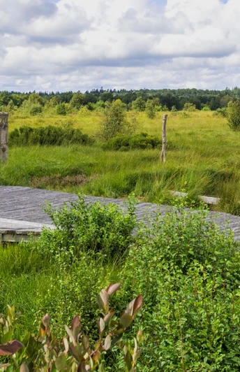 Moorerlebnispfad im Ahlenmoor