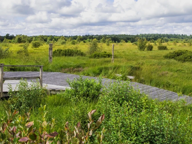Moorerlebnispfad im Ahlenmoor