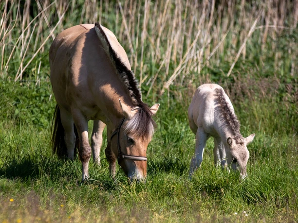 Ponys.jpg