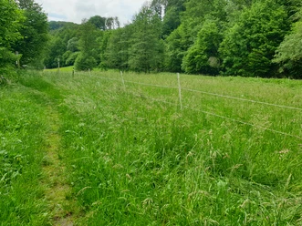 Ennepetal_Behlinger Weg Grüner Weg durch saftige Wiesen und Bäume in Ennepetal, entlang eines mit Gras bewachsenen Pfades.