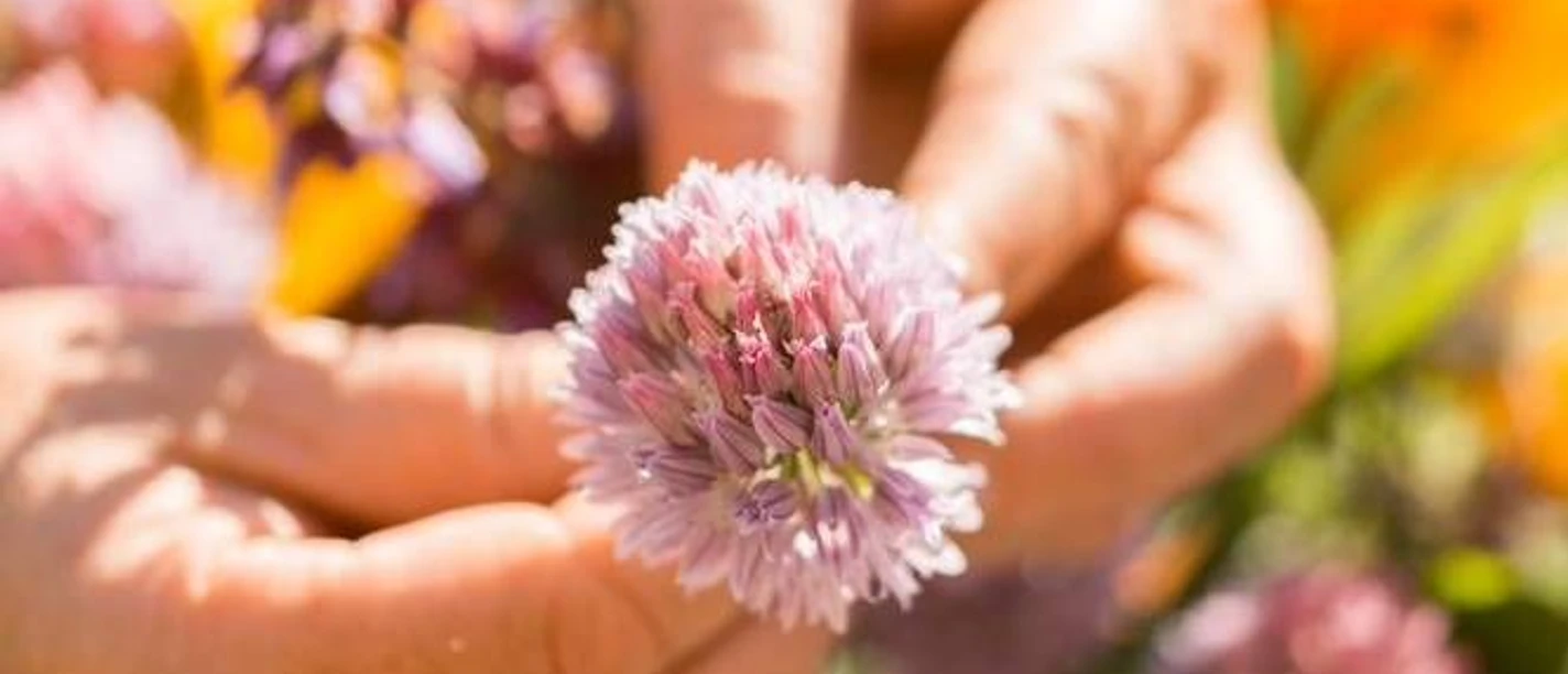 Blüten im Kloster Michaelstein Blüten im Kloster Michaelstein