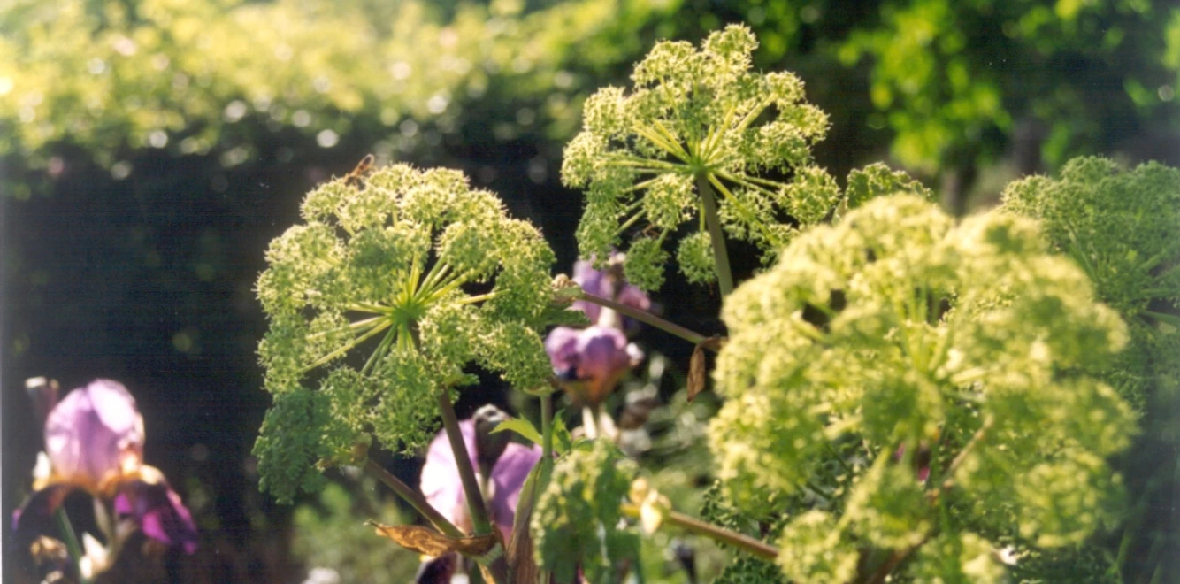engelwurz-kloster-michaelstein engelwurz-kloster-michaelstein