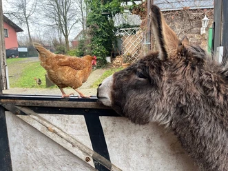 Huhn und Esel Ein Esel und ein Huhn begegnen sich neugierig an einem Holzzaun auf einem ländlichen Gehöft.