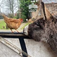Huhn und Esel Ein Esel und ein Huhn begegnen sich neugierig an einem Holzzaun auf einem ländlichen Gehöft.