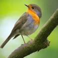 Pressebild Canva Entdeckung der Vogelwelt.png Rotkehlchen sitzt auf einem Ast, grüner verschwommener Hintergrund betont leuchtendes Gefieder.