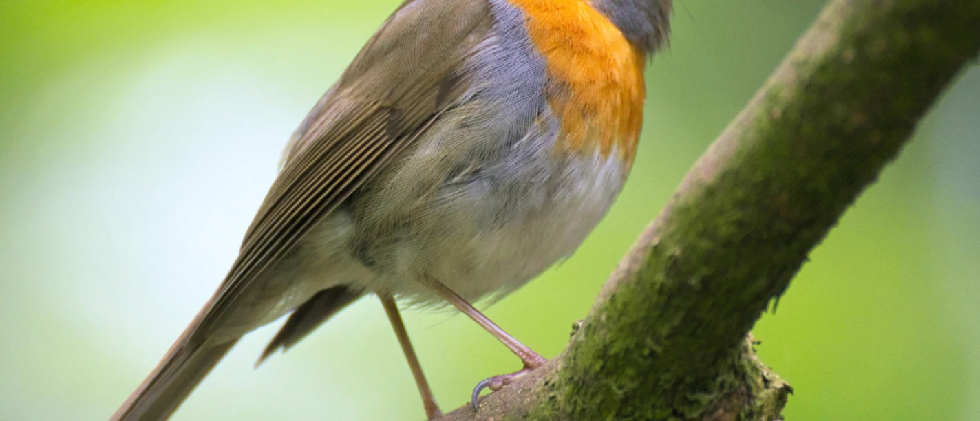 Pressebild Canva Entdeckung der Vogelwelt.png Rotkehlchen sitzt auf einem Ast, grüner verschwommener Hintergrund betont leuchtendes Gefieder.