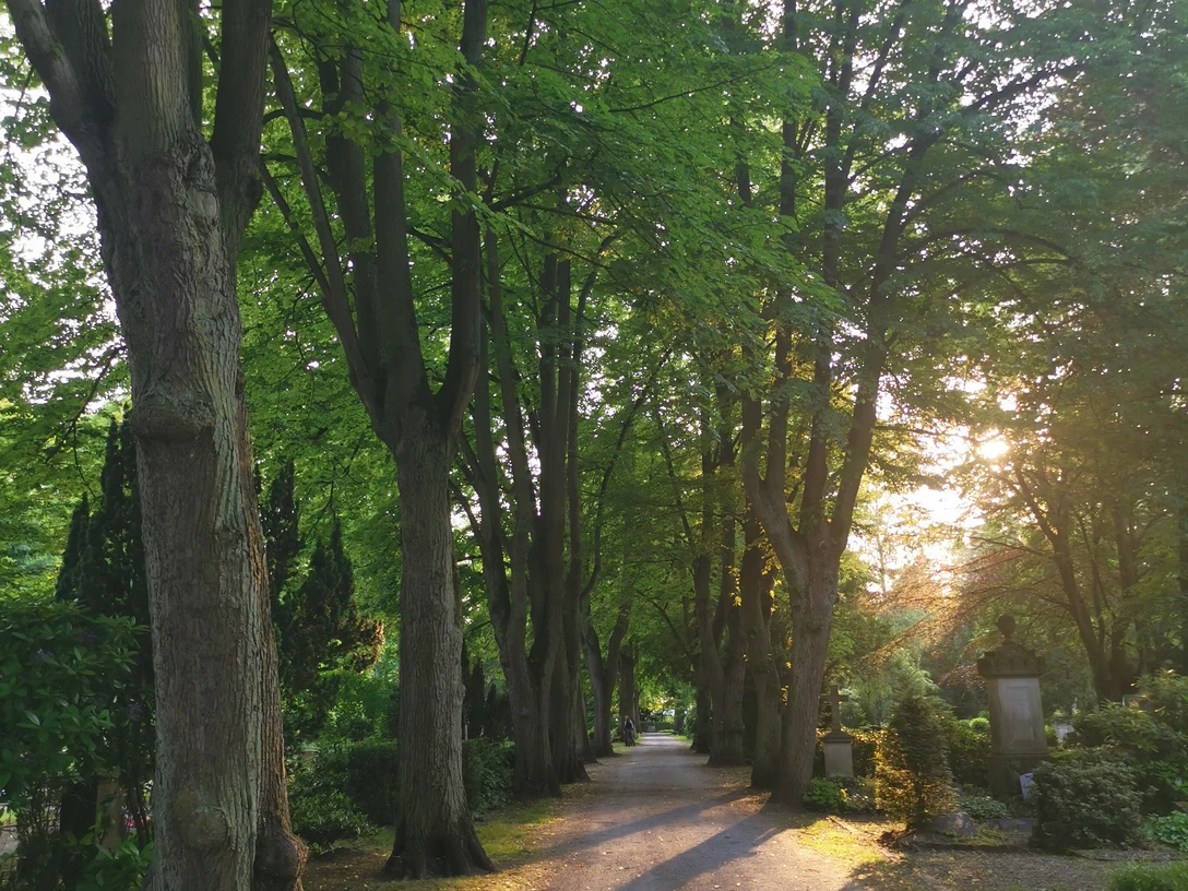 Baumbestandene Allee in warmem Sonnenlicht, führt durch grüne Parklandschaft, ruhige Atmosphäre.