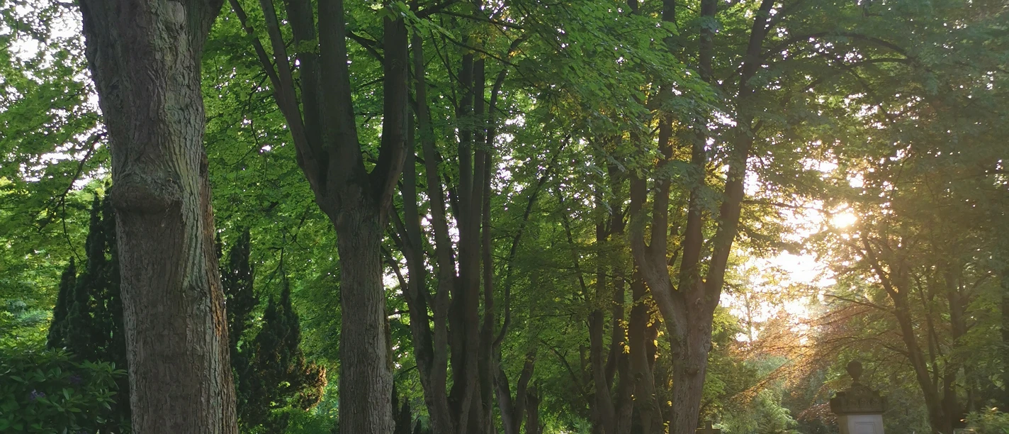 IMG_NeuerMarkt.MechthildKlein.jpg Baumbestandene Allee in warmem Sonnenlicht, führt durch grüne Parklandschaft, ruhige Atmosphäre.