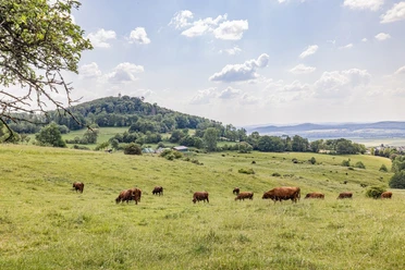 Viehweide mit Blick auf Hessenturm
