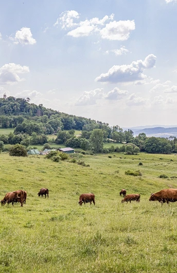 Viehweide mit Blick auf Hessenturm