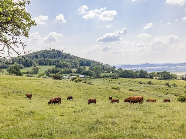 Viehweide mit Blick auf Hessenturm