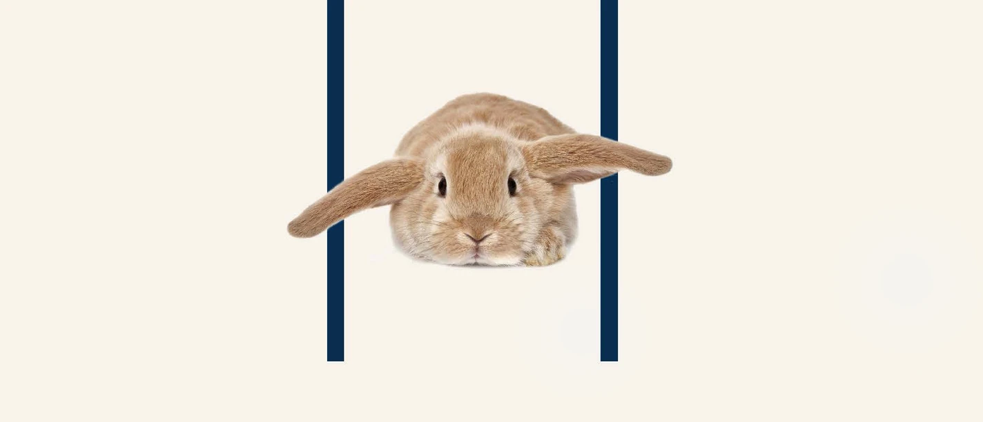 Oster Sujet Webseite 2