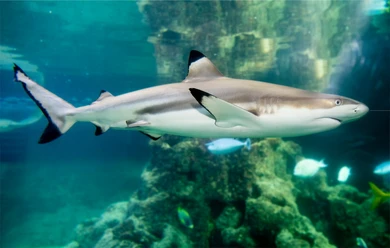 Aquarium Wilhelmshaven_Schwarzspitzen-Riffhai2.jpg