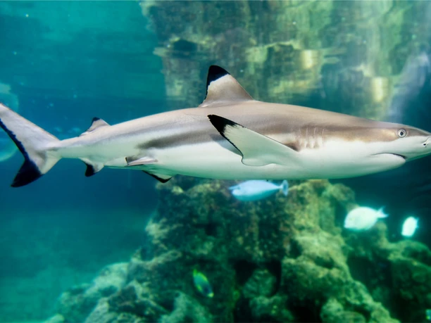 Aquarium Wilhelmshaven_Schwarzspitzen-Riffhai2.jpg