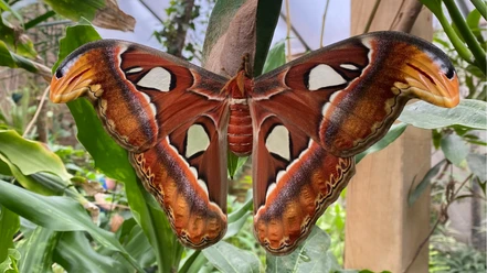 alaris-schmetterlingspark-atlasseidenspinner.jpg Der Atlasspinner ist einer der größten Schmetterlinge der Welt. Auf dem Bild breitet ein imposanter Atlasspinner seine flügelartigen, rotbraun und cremefarben gemusterten Flügel vor einer üppig grünen, tropischen Kulisse im Alaris Schmetterlingspark aus. Die Flügelspitzen ähneln Schlangenköpfen und verleihen dem Schmetterling eine faszinierende Erscheinung.
