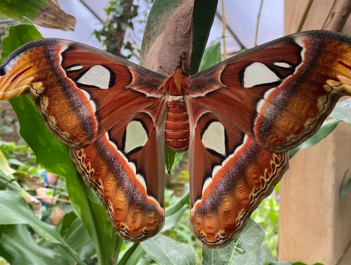 alaris-schmetterlingspark-atlasseidenspinner.jpg Der Atlasspinner ist einer der größten Schmetterlinge der Welt. Auf dem Bild breitet ein imposanter Atlasspinner seine flügelartigen, rotbraun und cremefarben gemusterten Flügel vor einer üppig grünen, tropischen Kulisse im Alaris Schmetterlingspark aus. Die Flügelspitzen ähneln Schlangenköpfen und verleihen dem Schmetterling eine faszinierende Erscheinung.