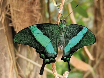 alaris-schmetterlingspark-gruener-ritter.jpg Grüner Ritterfalter mit intensiven grünen und schwarzen Flügeln sitzt auf einem Zweig. Herrliche Schuppen.