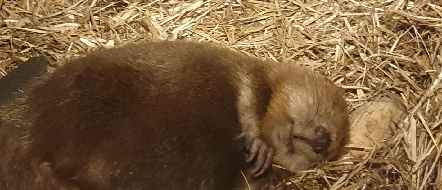 Biber, Anja Krämer (5).jpeg