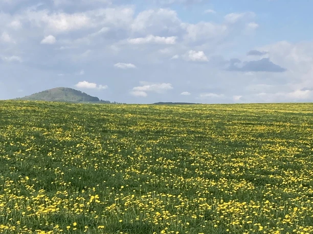 Himmelfahrtbild Löwenzahn gelb