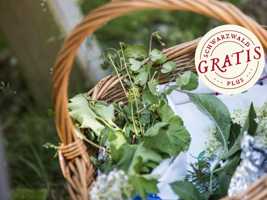 Kulinarische Wildpflanzenwanderung