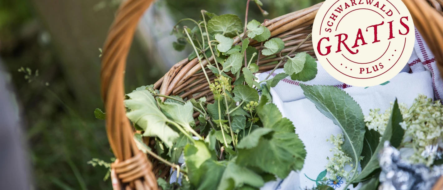 Kulinarische Wildpflanzenwanderung
