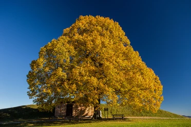 _MG_5222.Gotthelflinde.jpg