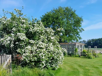 Garten Arlt - Gewächshaus am Blütenmeer Ein großes, blühendes Gewächshaus mit weißen Blüten neben einer gepflegten Rasenfläche im Grünen.