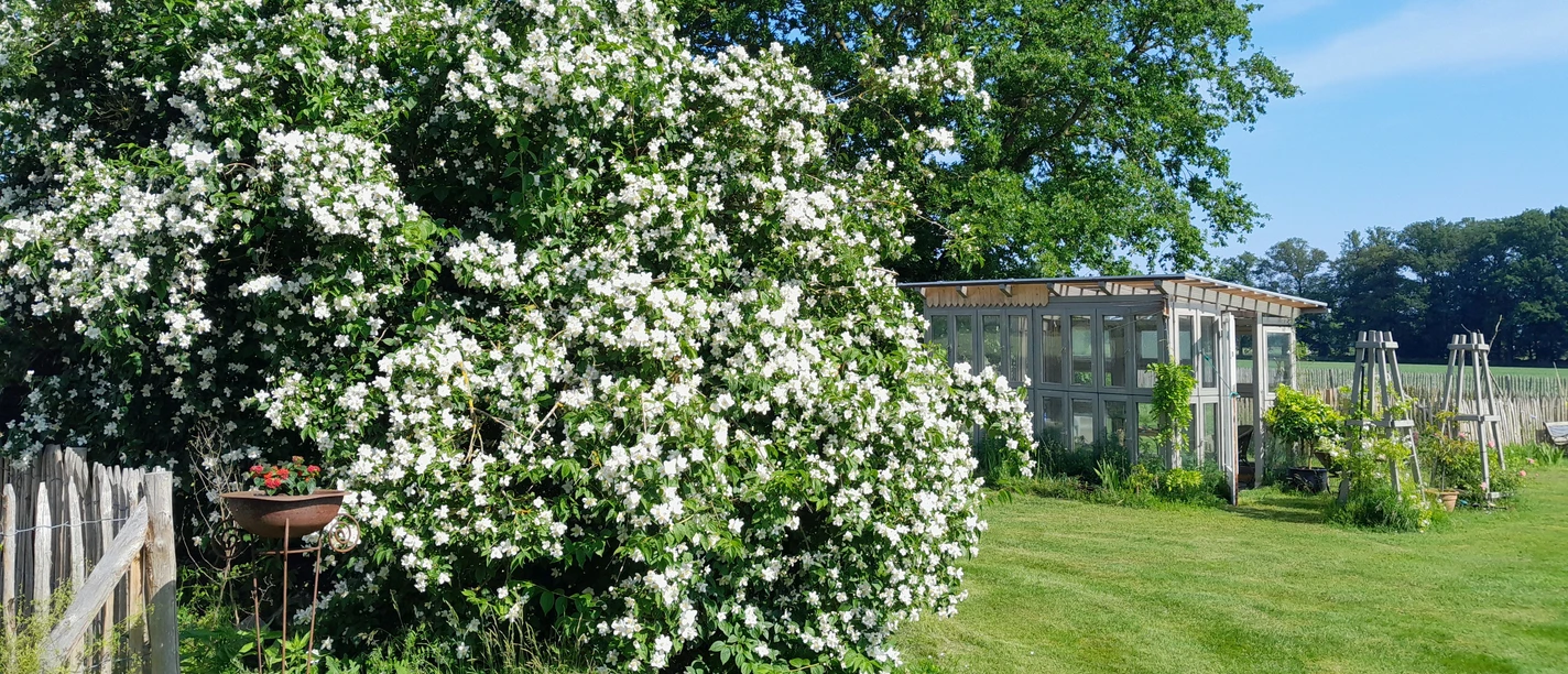 Garten Arlt - Gewächshaus am Blütenmeer Ein großes, blühendes Gewächshaus mit weißen Blüten neben einer gepflegten Rasenfläche im Grünen.