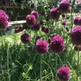 Garten Hortus Quercuum Lila Blüten mit Bienen in einem Garten, umgeben von grünen Pflanzen und einem Holzzaun im Hintergrund.