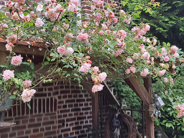 Garten Böhne - Sitzecke unterm Rosenspalier am Haus Rosenumranktes Spalier neben Backsteinwand mit blauer Bank und kleinem Tisch umgeben von Grün.